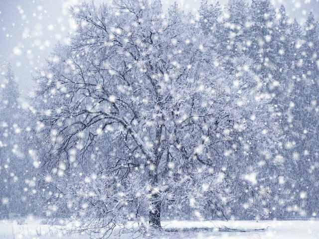 a snow-covered tree in winter