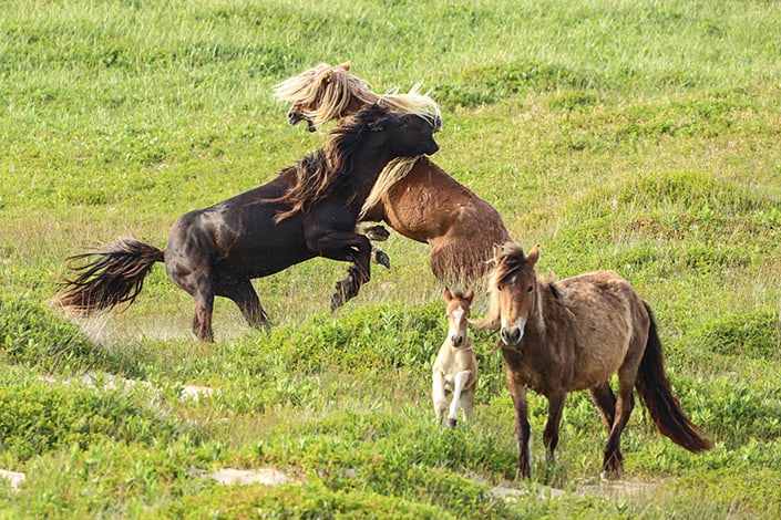 photo of Sable Island wild horses