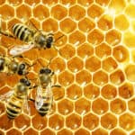 photo of five bees on honeycomb