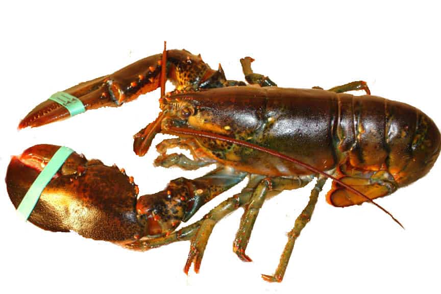 photo of an Atlantic lobster