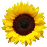 image of a sunflower with yellow petals and a brown centre