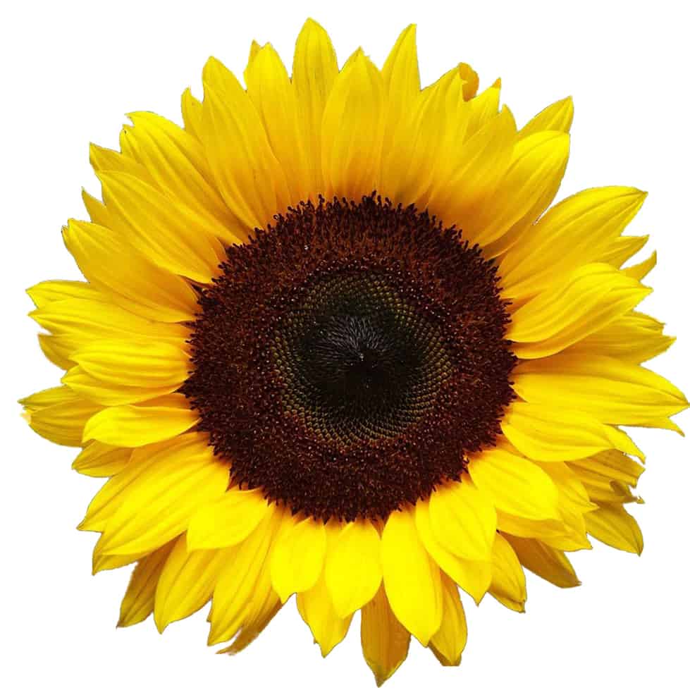image of a sunflower with yellow petals and a brown centre