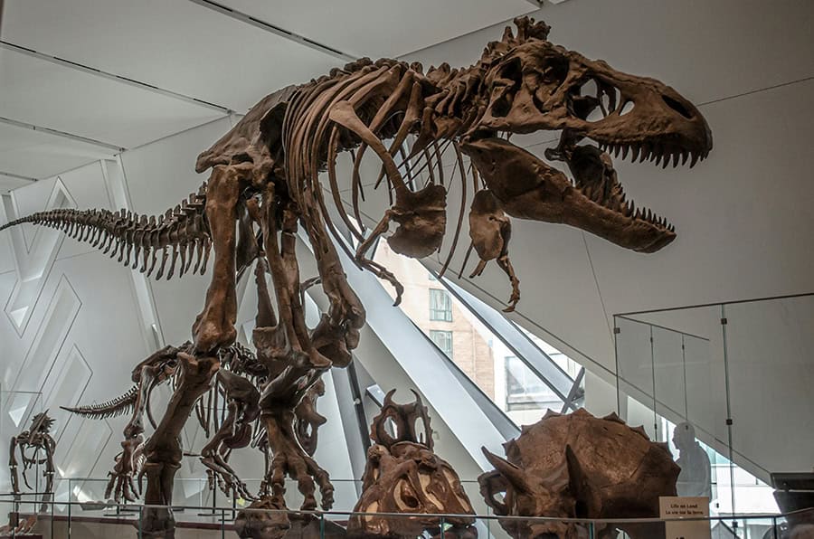 dinosaur skeleton in a museum