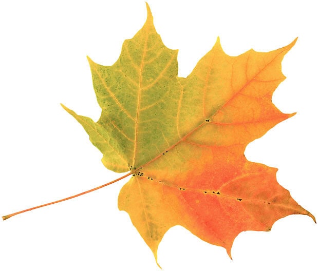 green and orange maple leaf