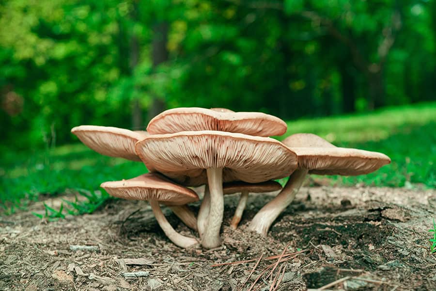 five beige mushrooms