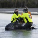 Live pilot whale response (c) Marine Animal Response Society (NOT FOR DISTRIBUTION)