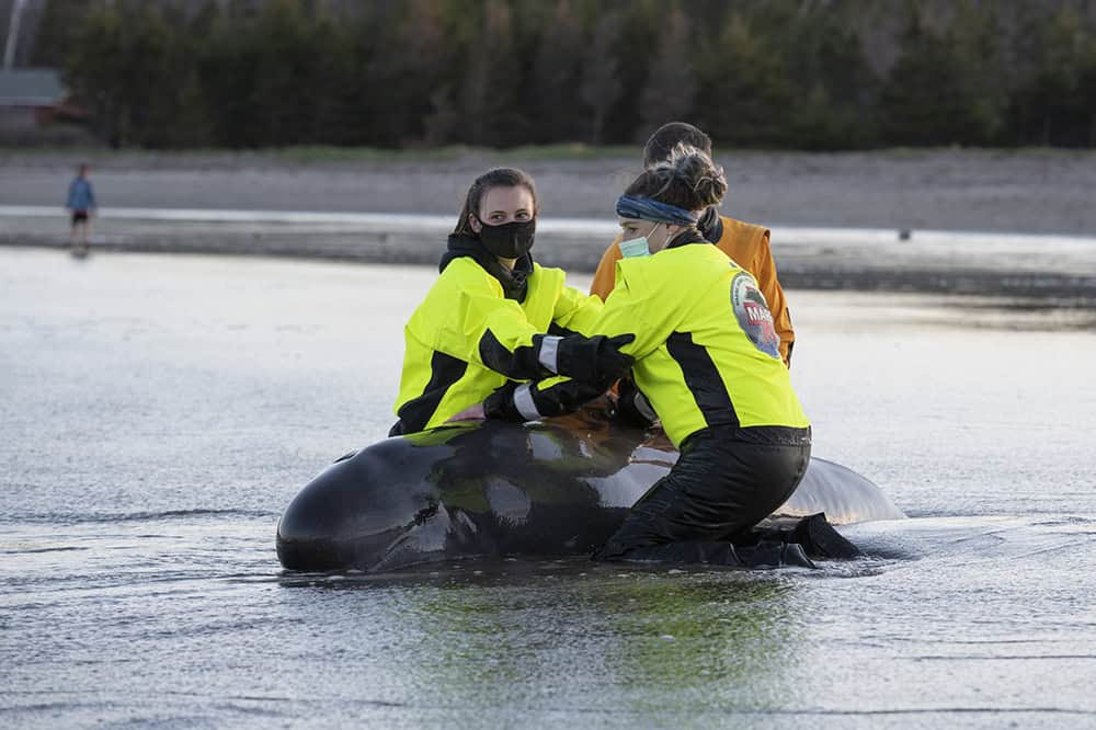 Live pilot whale response (c) Marine Animal Response Society (NOT FOR DISTRIBUTION)