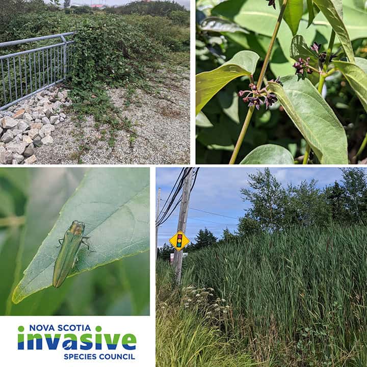 four photographs of invasive species in Nova Scotia