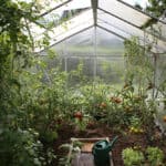 interior of a greenhouse