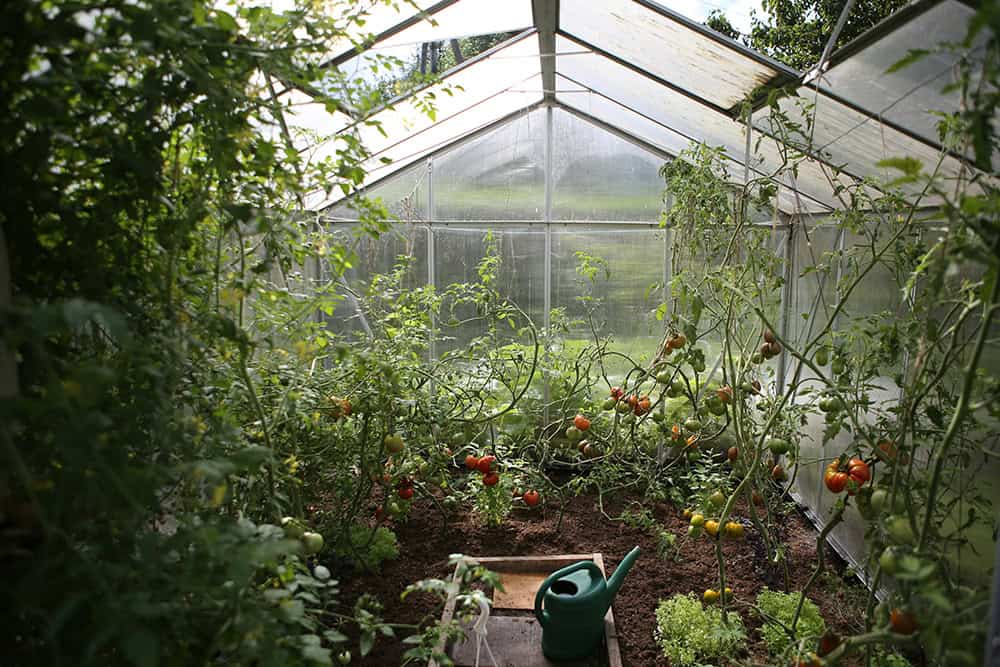 interior of a greenhouse