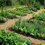 image of garden rows