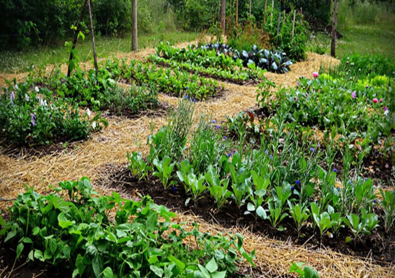 image of garden rows