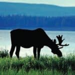 moose grazing by a lake.