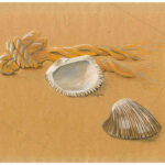 pencil and paint art of a piece of rope and two clam shells on the sand