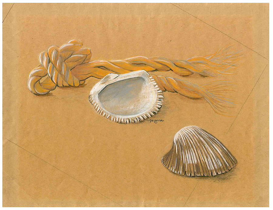 pencil and paint art of a piece of rope and two clam shells on the sand