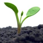 image of a plant sprouting out of the soil