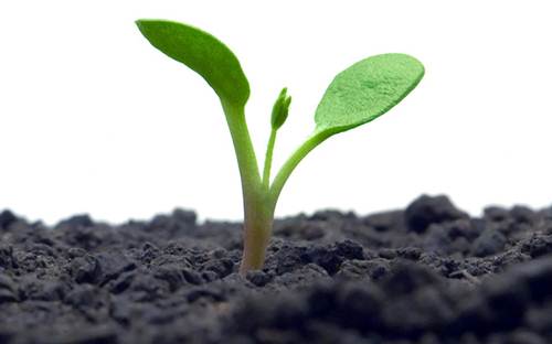 image of a plant sprouting out of the soil