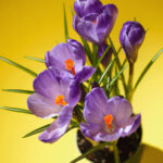 image of purple crocus