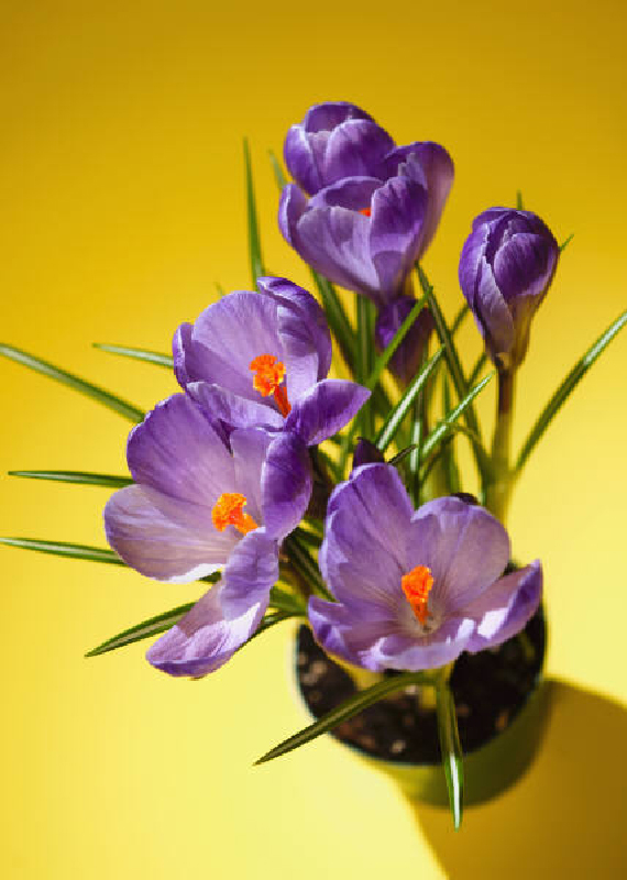 image of purple crocus
