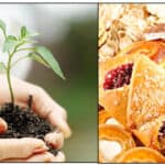 image of hand holding a plant in soil and baked items