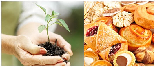 image of hand holding a plant in soil and baked items