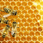 image of six honeybees on honey comb