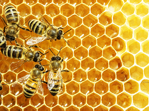 image of six honeybees on honey comb