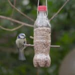 image of a bird at a feeder made from a plastic bottle