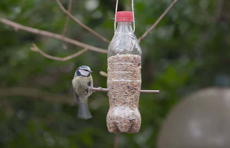 image of a bird at a feeder made from a plastic bottle