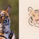 image of a photo of a tiger and a sketch of a tiger side by side