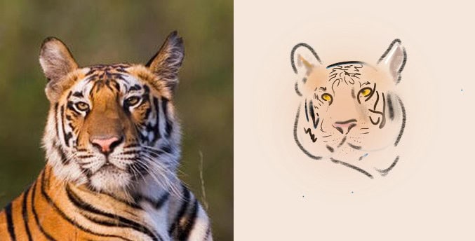 image of a photo of a tiger and a sketch of a tiger side by side