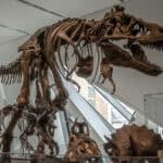 image of a dinosaur skeleton.