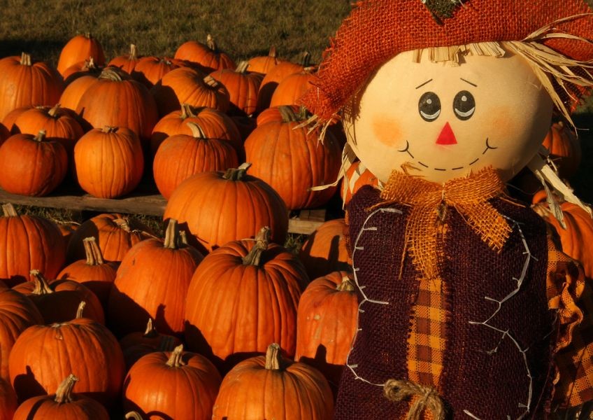 image of a scarecrow in a pumpkin patch.