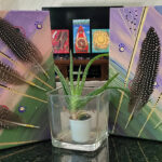 image of an aloe plant in a clear pot between two pieces of art featuring feathers.