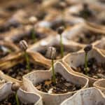 image of seeds sprouting from soil in small cardboard pods.