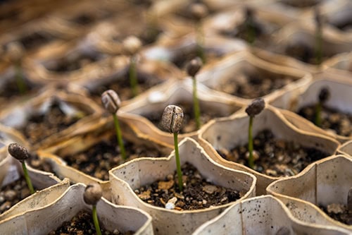 image of seeds sprouting from soil in small cardboard pods.