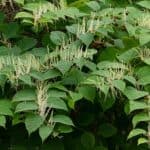 Japanese Knotweed. A leafy green plant with tall yellow bits that grow upwards from the centre of each section.