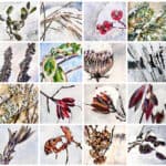 Image of paintings featuring plants in the winter.