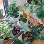 A variety of different kinds of houseplants in pots of different size and colour. They are assembled on different stands and tables.