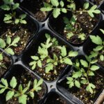 Sprouted plants in small pull-apart plastic containers.